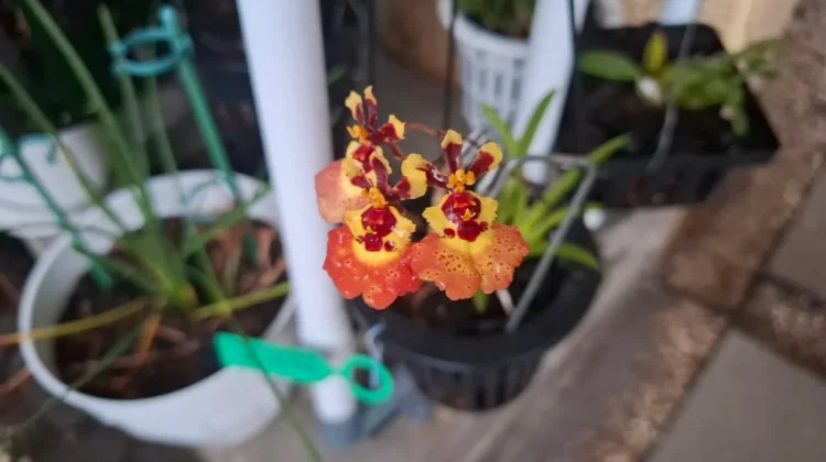 Paraphalaenopsis Kimmy Anggrek Mini Nan Cantik