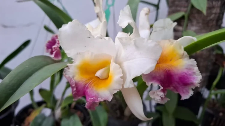 Cattleya Pachara Fancy Bunga Besar Nan Wangi