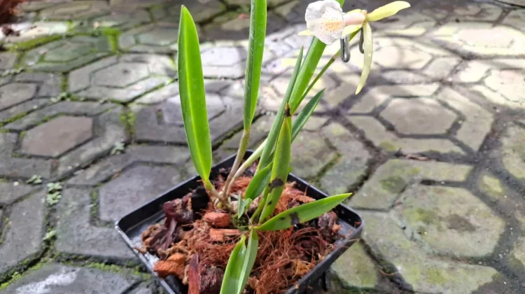 Keindahan Anggrek Encyvola Jairak