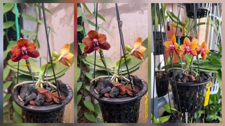 Phalaenopsis Zheng Min Anggrek Aroma Wangi Tahan Lama