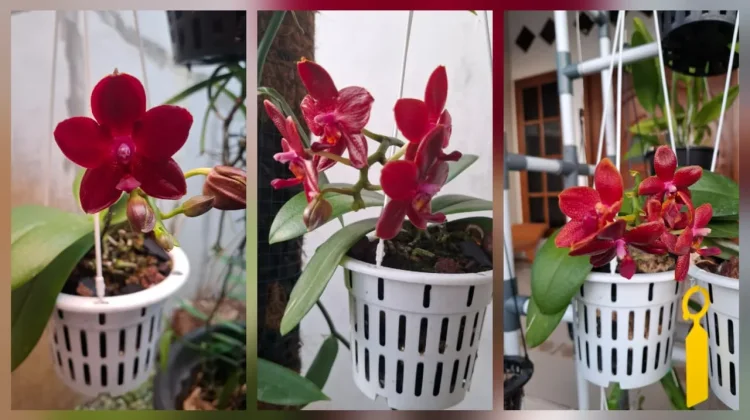 Phalaenopsis Sogo Rose Bunganya Berkilau Seperti Lilin