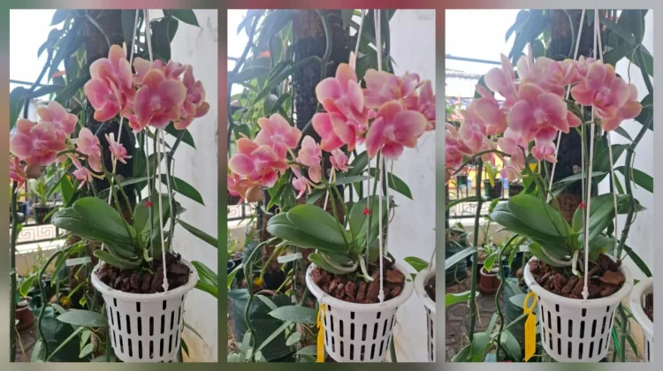 Phalaenopsis Phai Sofia Peach Varietas Sangat Indah dan Elegan
