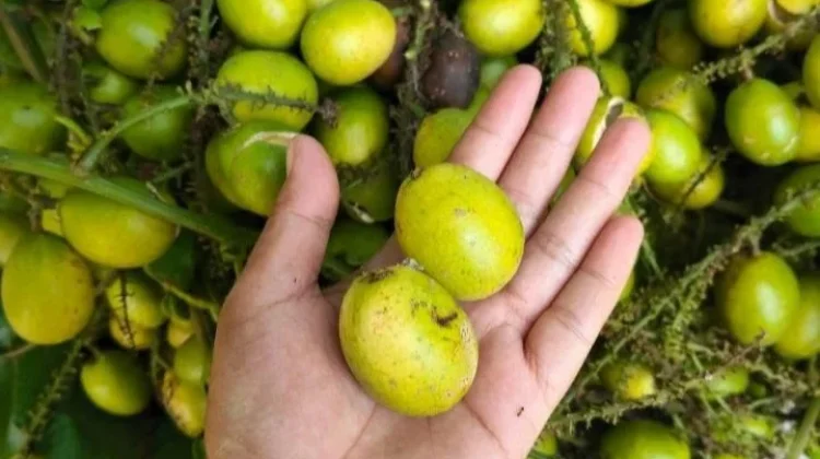 Keunikan Buah Matoa Gading yang Jarang Diketahui