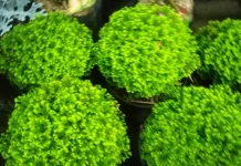 Tips Menanam Ande-Ande Lumut di Pot