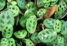 Tips Merawat Maranta leuconeura di Dalam Ruangan