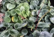 Ide Dekorasi Rumah Minimalis dengan Peperomia Semangka