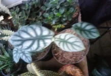 Tips Merawat Alocasia Silver Dragon di Dalam Ruangan