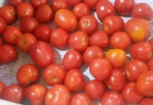 Tips Memilih Tomat Merah Segar dan Berkualitas