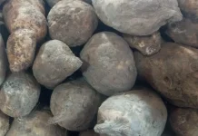Beragam Olahan Ketela yang Lezat dan Menggugah Selera