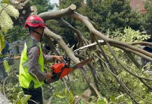 Brimob Simongan Evakuasi Pohon Tumbang di Jalan WR Supratman Semarang