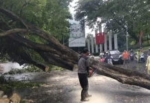 Semarang Diterjang Cuaca Ekstrem, Pohon Tumbang di Sejumlah Lokasi