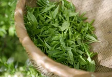 Peluang Usaha Minuman Teh Hijau untuk Pemula