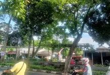 Halo RRI, Warga Kota Semarang Khawatirkan Pohon Tumbang Akibat Cuaca Ekstrem