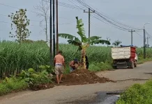 Protes Jalan Rusak, Warga Wonorejo Pati Tanam Pisang