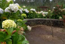 Pesona Hortensia, Bunga yang Mekar di Dataran Tinggi