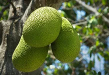 Sukun, Alternatif Pangan dan Superfood dari Tanah Tropis