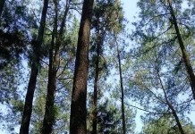 Pohon Pinus dengan Sejuta Manfaat