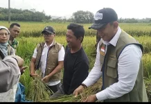 Panen Inpari 32 di Desa Truko, Bulog Semarang Serap Hasil Gabah Petani