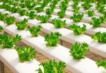 Aquaponic dan Hidroponic, Solusi Sistem Pertanian Modern