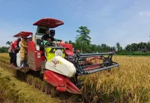 Dukung Ketahanan Pangan, KWT Sehati Purworejo Panen Raya