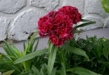 Tips Memilih Bunga Anyelir Segar untuk Buket