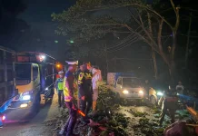 Angin Kencang Tumbangkan Puluhan Pohon, Jalur Pantura Batang Sempat Lumpuh