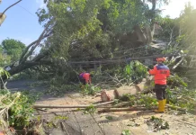 Angin Landa 8 Kecamatan di Kendal, Ratusan Pohon Tumbang