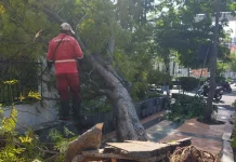 Hujan Angin Terjang Kota Semarang, 86 Pohon Tumbang Dievakuasi dalam Semalam