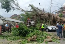 Tertimpa Pohon Beringin Jalan Veteran Roboh, Lansia dan Cucu Terluka