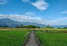 Sunyi, Sejuk, dan Romantis: Pohon Pengantin Salatiga yang Teduh