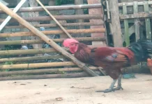 Dampak Cuaca Ekstrem, DKPP Purworejo Imbau Masyarakat Waspadai Flu Burung