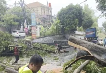 Belasan Pohon Tumbang, Pemkot Semarang Kerahkan Tim Evakuasi