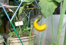 Tips Merawat Tanaman Terong agar Cepat Berbuah