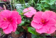 Tips Merawat Kembang Sepatu Agar Rajin Berbunga