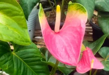 Mengenal Bunga Anthurium: Tanaman Hias Eksotis yang Populer