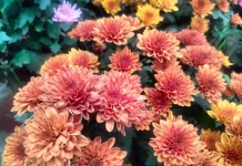 Tips Merawat Bunga Krisan Orange agar Mekar Lama