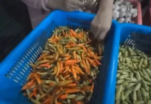 Cabai Mahal Jelang Lebaran, Pemkab Batang Siapkan Skema Subsidi