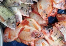Tips Memilih Ikan Nila Segar di Pasar