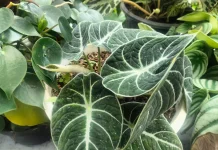 Inspirasi Dekorasi Rumah dengan Alocasia Black Velvet