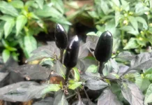 Cara Menanam Cabai Hitam di Pekarangan Rumah
