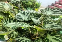 Cara Menanam Begonia di Pot untuk Mempercantik Teras