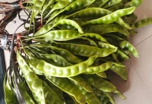 Tips Menghilangkan Bau Petai di Mulut Secara Alami