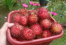 Cara Menyimpan Rambutan Agar Tahan Lama