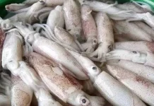 Tips Memilih Cumi Mentah di Pasar