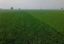 Hamparan Sawah Hijau yang Menenangkan Mata
