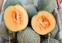 Mengenal Melon Golden Aroma yang Menggugah Selera