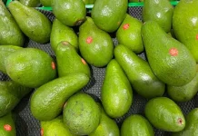Manfaat Buah Alpukat bagi Kesehatan