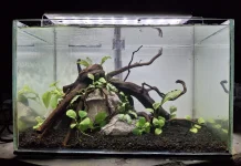Tanaman Aquascape Low Maintenance, Pilihan Terbaik untuk Aquascaper Pemula