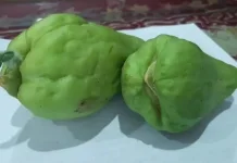 Tips Menyimpan Sayur Jipang agar Tetap Segar