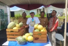 Bumdes Mekar Jaya Nolokerto Panen Perdana Greenhouse Melon Premium